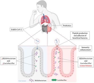 Effective Regulation of Gut Microbiota With Probiotics and Prebiotics May Prevent or Alleviate COVID-19 Through the Gut-Lung Axis